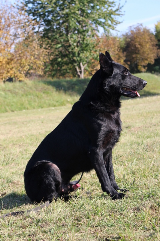 Personal Protection Dog